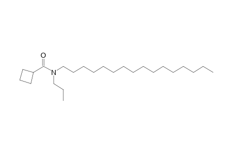 Cyclobutanecarboxamide, N-propyl-N-hexadecyl-