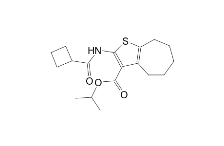 isopropyl 2-[(cyclobutylcarbonyl)amino]-5,6,7,8-tetrahydro-4H-cyclohepta[b]thiophene-3-carboxylate