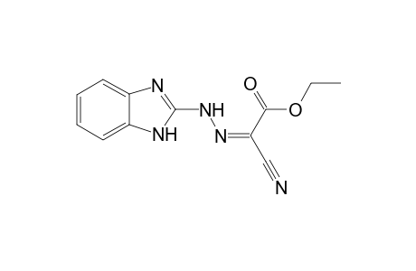 Ethyl 2-[2-(1H-benzo[d] imidazol-2-yl) hydrazono]-2-cyanoacetate
