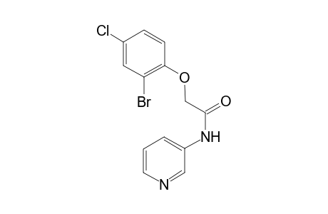 2-(2-Bromo-4-chloro-phenoxy)-N-pyridin-3-yl-acetamide