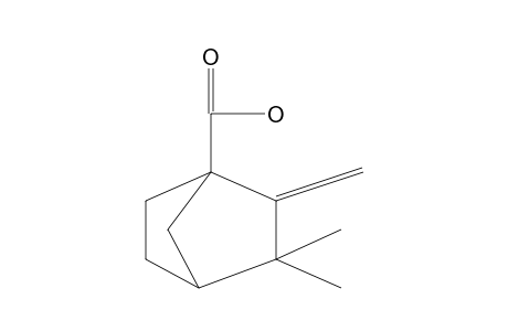 3,3-DIMETHYL-2-METHYLENE-1-NORBORNANECARBOXYLIC ACID