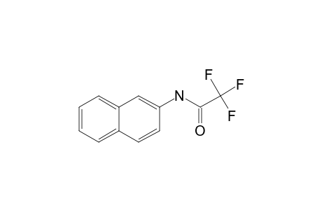 2-Aminonaphthalene, N-trifluoroacetyl-