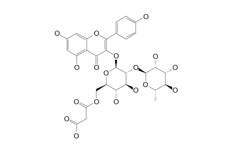 KAEMPFEROL-3-O-(2''-O-ALPHA-RHAMNOPYRANOSYL-6''-O-MALONYL)-BETA-D-GLUCOPYRANOSIDE
