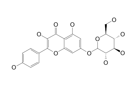 KAEMPFEROL-7-O-GLUCOSIDE
