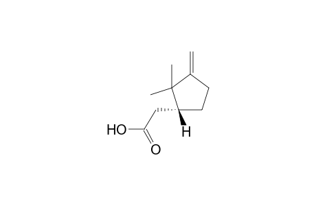 (+)-isocampholenic acid