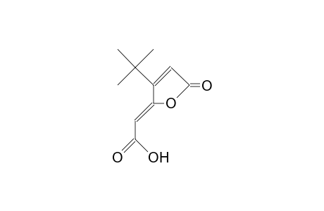 3-Hydroxy-4-tert-butyl-muconic acid, lactone