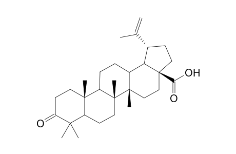 Betulonic acid (3-oxo-20(29)-lupen-28-oic acid)