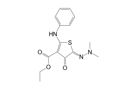 5-(dimethyl-hydrazono)-4-oxo-2-phenylamino-4,5-dihydro-thiophene-3-carboxylic acid ethyl ester