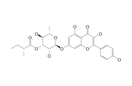 SINOCRASSOSIDE-A2;KAEMPFEROL-7-O-ALPHA-L-[3''-(S)-2-METHYLBUTYRYL]-RHAMNOPYRANOSIDE