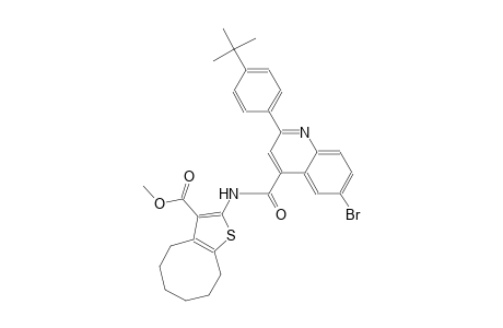 methyl 2-({[6-bromo-2-(4-tert-butylphenyl)-4-quinolinyl]carbonyl}amino)-4,5,6,7,8,9-hexahydrocycloocta[b]thiophene-3-carboxylate