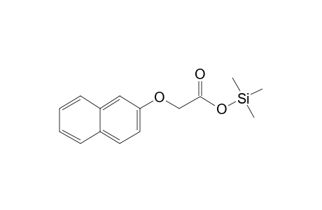 Acetic acid <2-naphthoxy->, mono-TMS