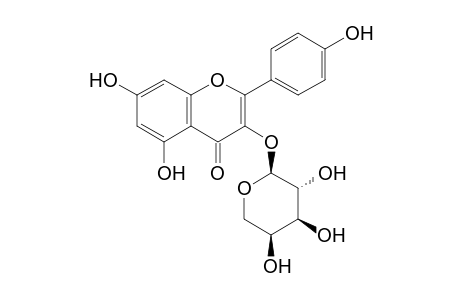 Kaempferol-3-O-arabinoside