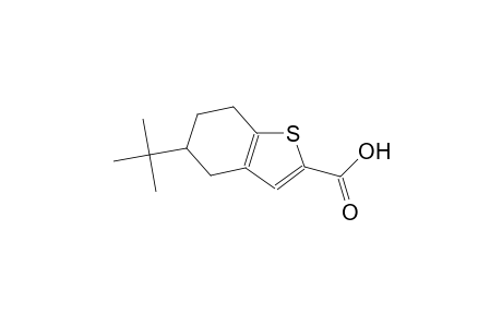 5-tert-butyl-4,5,6,7-tetrahydro-1-benzothiophene-2-carboxylic acid