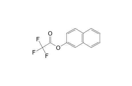 Trifluoroacetic acid, 2-naphthyl ester