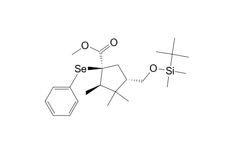 cis-(1S,3S,5R)-methyl 1-phenylseleno-3-((tert-butyldimethylsiloxy)methyl)-4,4,5-trimethylcyclopentane-1-carboxylate