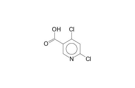 2,4-dichloro-5-carboxypyridine