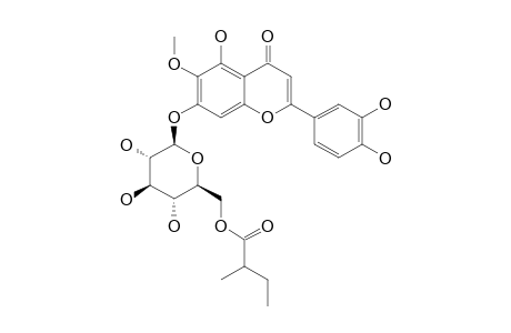 EUPAFOLIN-7-[6''-O-(2-METHYLBUTYRYL)]-BETA-D-GLUCOSIDE