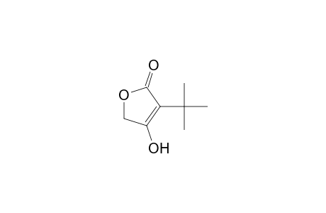 2(5H)-Furanone, 3-(1,1-dimethylethyl)-4-hydroxy-