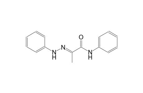 propanamide, N-phenyl-2-(phenylhydrazono)-, (2E)-