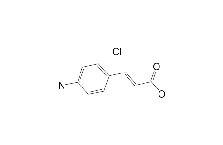 4-Aminocinnamic acid hydrochloride