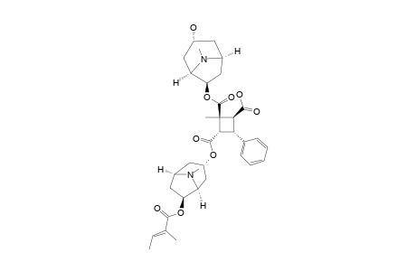 GRAHAMINE_B;2-{[(3-ALPHA-HYDROXYTROPO-6-BETA-YL)-OXY]-CARBONYL}-2-METHYL-3-{[((6-BETA-TIGLOXYLOXY)-3-ALPHA-YL)-OXY]-CARBONYL}-4-PHENYLCYCLOBUTANE