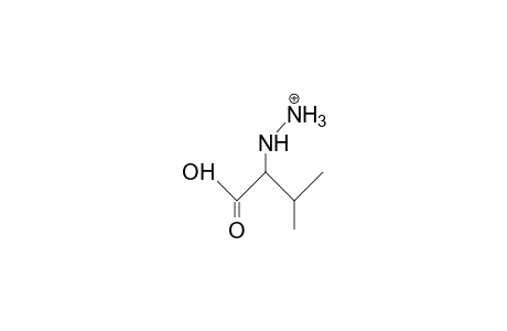 2-Hydrazino-3-methyl-butanoic acid, cation