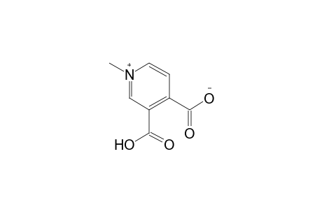 3,4-DICARBOXY-1-METHYLPYRIDINIUM HYDROXIDE, INNER SALT