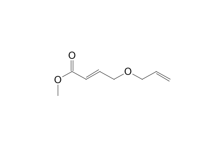 (E)-4-allyloxybut-2-enoic acid methyl ester