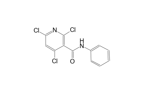 2,4,6-Trichloro-N-phenyl-nicotinamide