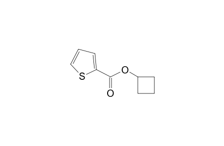 2-Thiophenecarboxylic acid, cyclobutyl ester