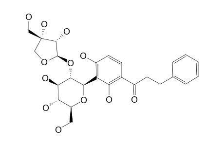 SCHOEPFIAJASMIN-A