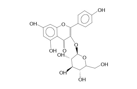 KAEMPFEROL-3-O-BETA-D-GLUCOSIDE