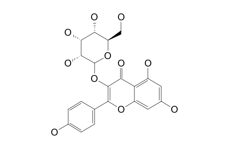 KAEMPFEROL-3-O-ALLOSIDE