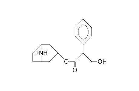 Atropinium cation (syn-methyl)
