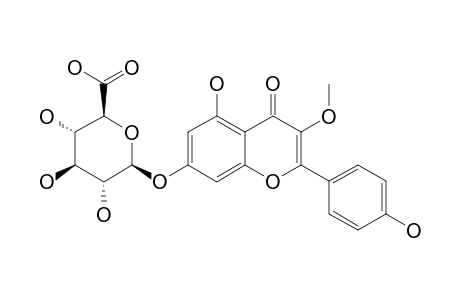 BRACTEOSIDE;ISOKAEMPFERIDE-7-O-BETA-D-GLUCOPYRANOURONIDE