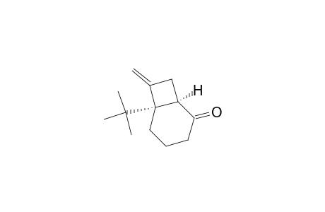 (1R,6R)-6-tert-butyl-7-methylene-2-bicyclo[4.2.0]octanone