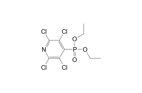 2,3,5,6-tetrachloro-4-diethoxyphosphoryl-pyridine