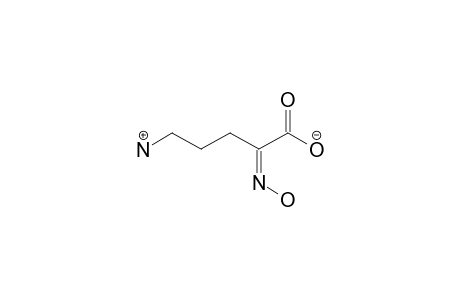 5-AMINO-2-(HYDROXYIMINO)-PENTANOIC-ACID