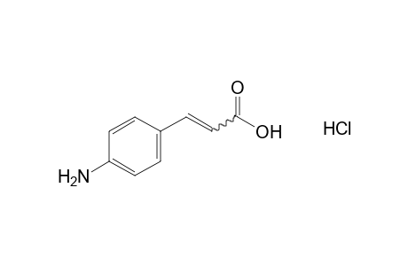 p-aminocinnamic acid, hydrochloride