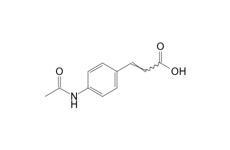 p-acetamidocinnamic acid