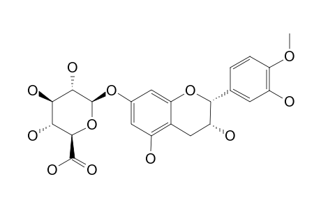 4'-O-METHYLEPICATECHIN-7-O-BETA-D-GLUCURONIDE