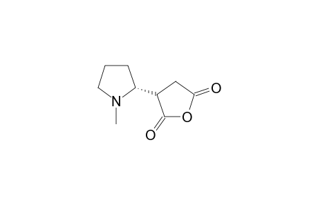 (2' R)-3-(1'-Methylpyrrolidin-2'-yl)dihydrofuran-2,5-dione