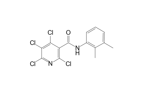 2,4,5,6-Tetrachloro-N-(2,3-dimethyl-phenyl)-nicotinamide