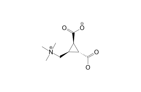 DYSIBETAINE-CPA