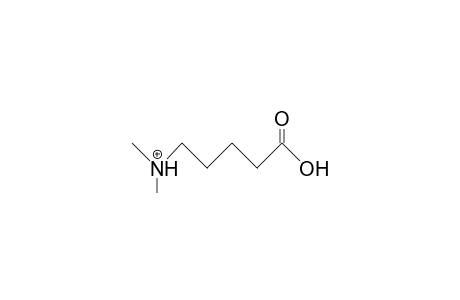 5-Dimethylamino-valeric acid, cation