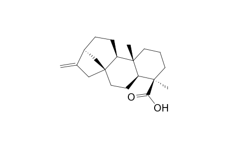 Ent-kaur-16-en-19-oic acid