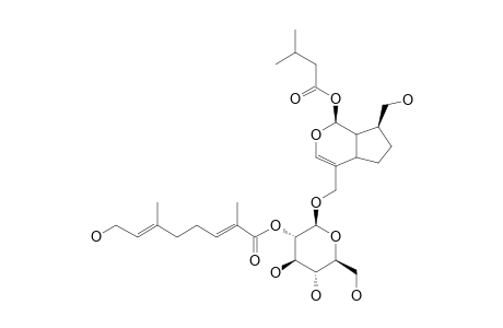 2'-O-FOLIAMENTHOYL-DIHYDRO-PENSTEMIDE