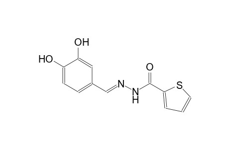 2-thiophenecarboxylic acid, 2-[(E)-(3,4-dihydroxyphenyl)methylidene]hydrazide