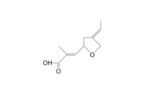 2,6-Dimethyl-4,9-epoxy-octa-2,6-dienoic acid