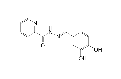 N'-[(E)-(3,4-dihydroxyphenyl)methylidene]-2-pyridinecarbohydrazide